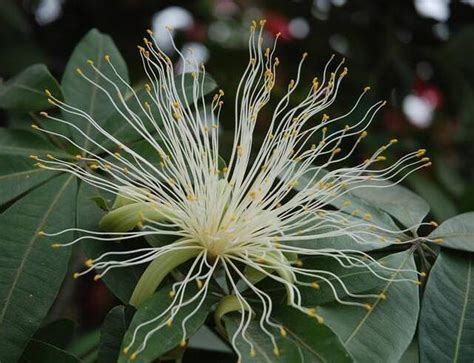 關立固大樹 發財樹 開花